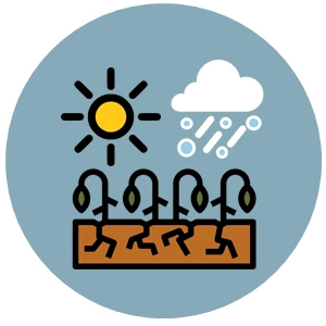 Daño_a_los_cultivos